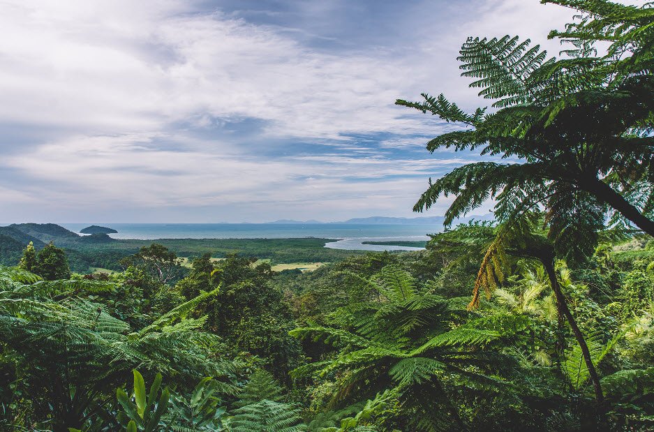 Daintree Rainforest, Queensland, Australia